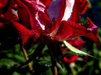 Close-up of wet plant