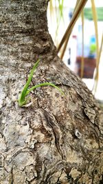 Close-up of lizard on tree trunk