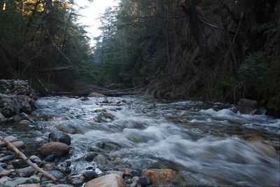 View of stream flowing through forest