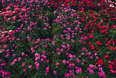 Close-up of yellow flowering plants on field