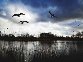 Birds flying over lake against sky