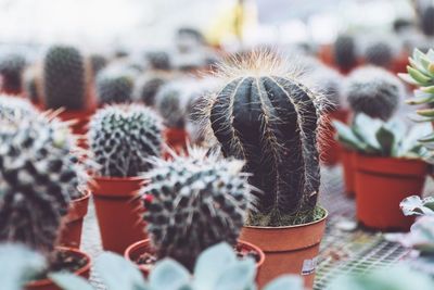 Close-up of cactus growing in potted plant