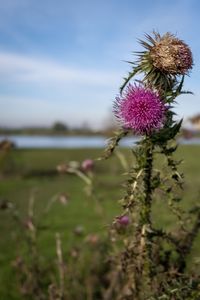 Close-up of purple thistle flowers on field