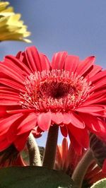 Close-up of pink flower