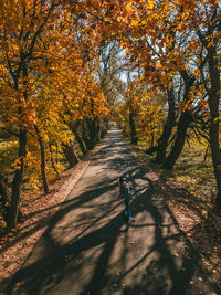 Trees on footpath during autumn