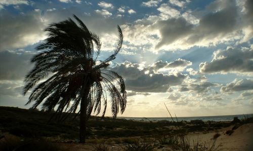 Palm trees on field against sky during sunset