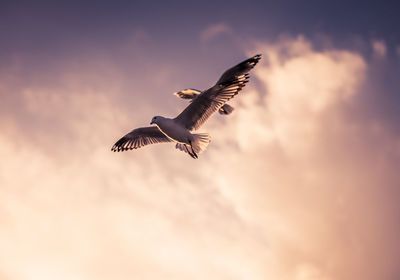 Low angle view of seagull flying