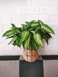 Close-up of fresh green leaves on table against wall