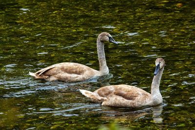 Swans swimming in lake