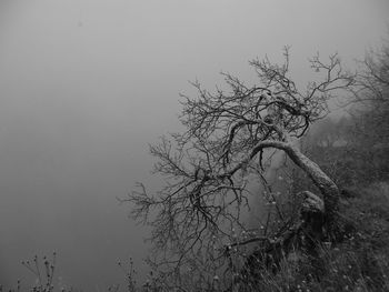 Low angle view of tree against sky