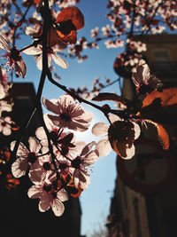 Close-up of flowers on branch