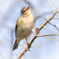 Close-up of bird perching on branch