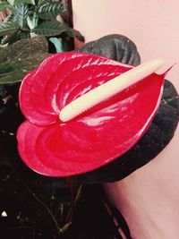 Close-up of red flower