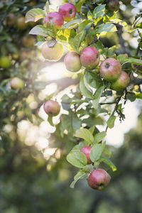 Close-up of apple growing on tree