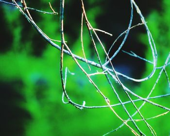 Close-up of spider web on plant