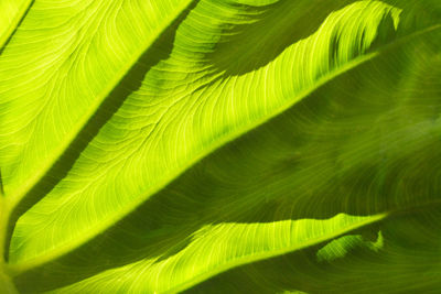 Bright green philodendron leaf with bright sunlight and shadows.