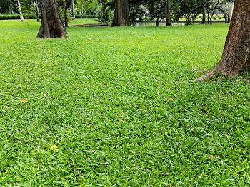 Close-up of grass growing in park