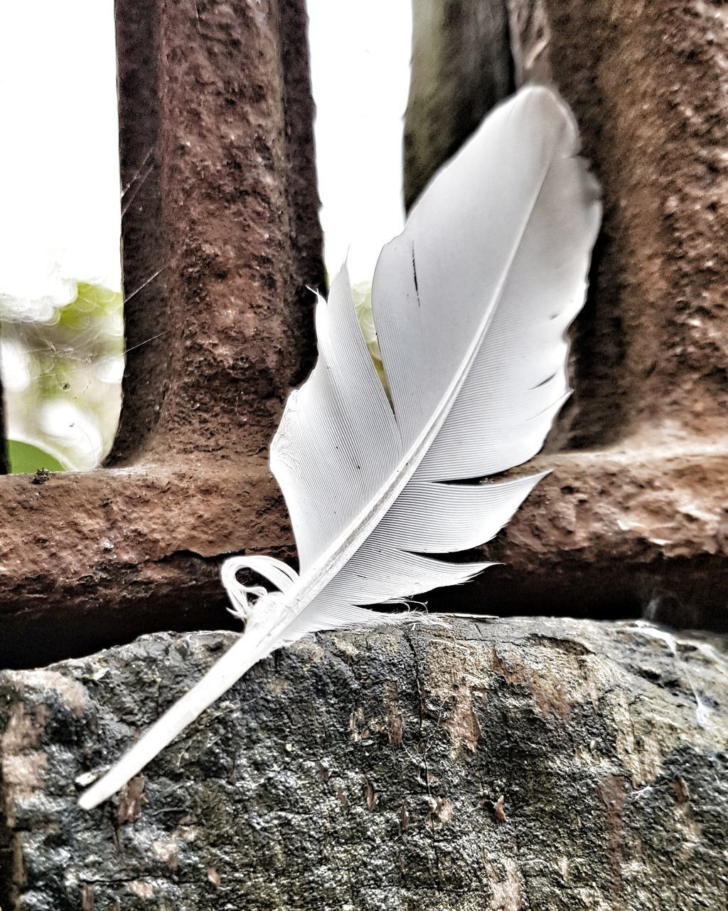 CLOSE-UP OF FEATHER AGAINST TREE