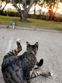 Cat lying on the road