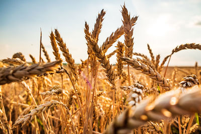 Close-up of wheat on field against sky