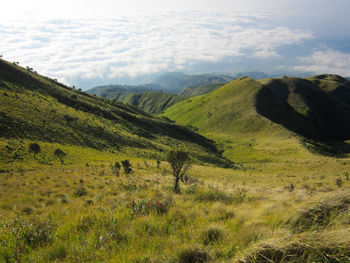 Scenic view of landscape