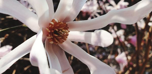 Close-up of white flowering plant