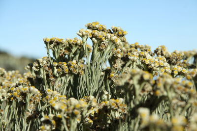 Close-up of edelweiss flower buds