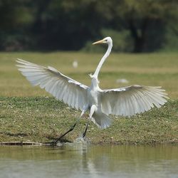 Close-up of birds flying over lake