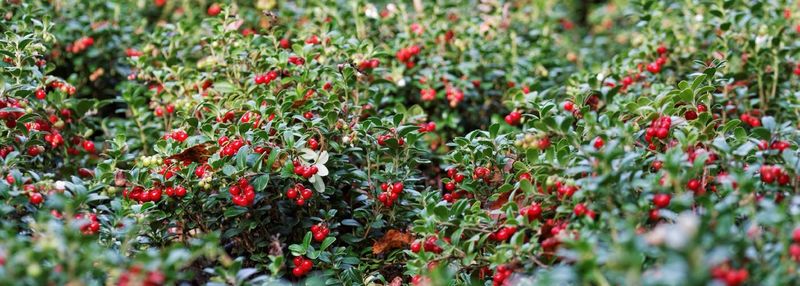 Close-up of red flowers growing on field