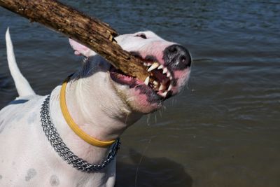 Close-up of dog in water