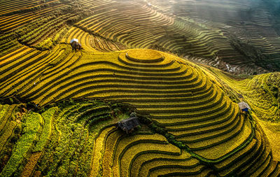 Full frame shot of rice paddy