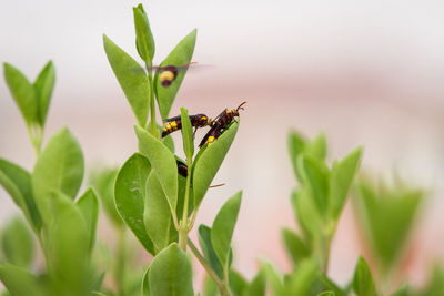 Close-up of insect on plant