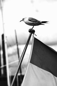 Low angle view of seagull perching on wall