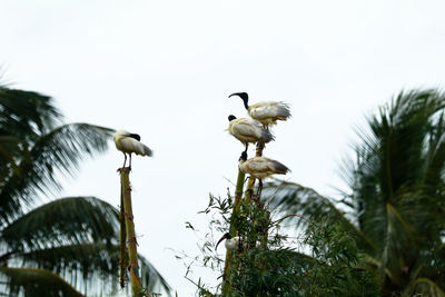 Low angle view of birds perching on plant against sky