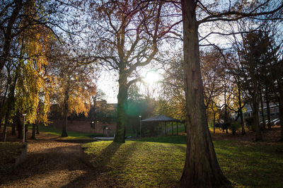 Trees in park during autumn