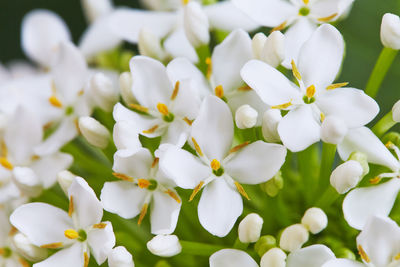 Close-up of white flowers