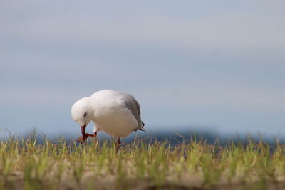 Close-up of seagull perching on grass