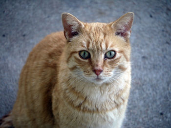 Close-up portrait of cat