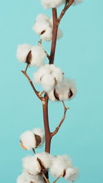 Close-up of white flowers against blue sky