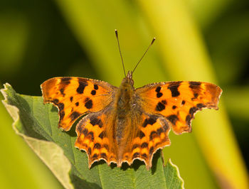 Close-up of butterfly on yellow leaf