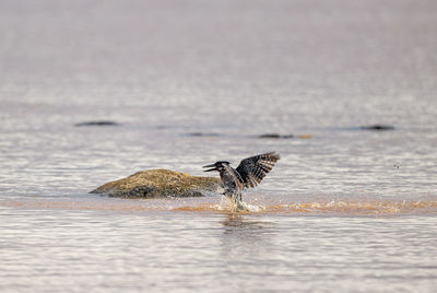 Pied king fisher, fishing