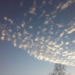 Low angle view of trees against sky