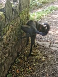 High angle view of monkey on tree trunk