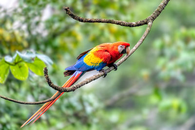 Close-up of bird perching on branch