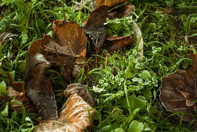 High angle view of mushroom growing on field