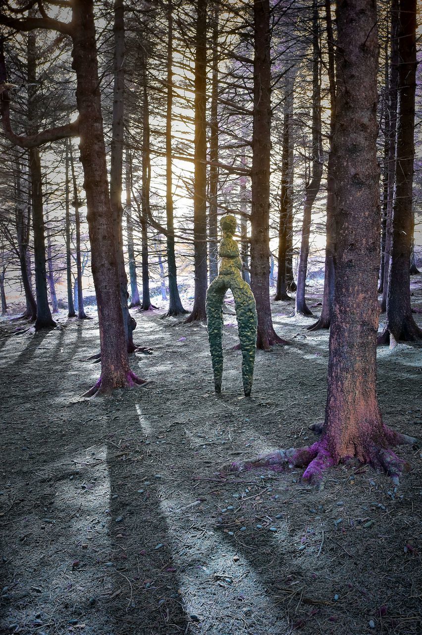 TREES GROWING IN FOREST DURING RAINY SEASON