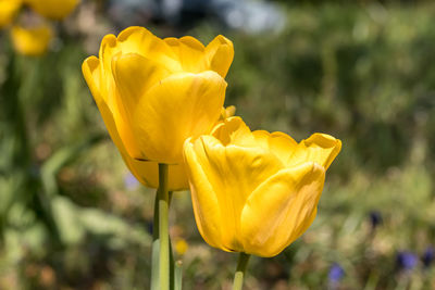 Close-up of yellow rose flower