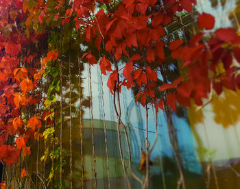 Close-up of wet tree during autumn