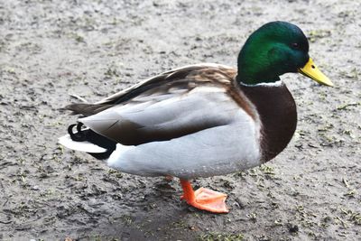 Close-up of mallard duck on field