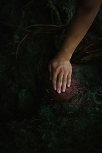 Midsection of person touching tree in forest
